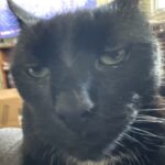 Profile picture of KIKIMaster